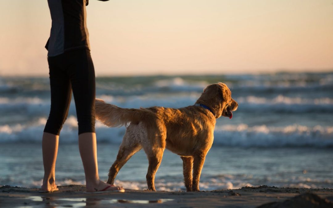 National Pet Day Blog: 5 Benefits to Pet Ownership